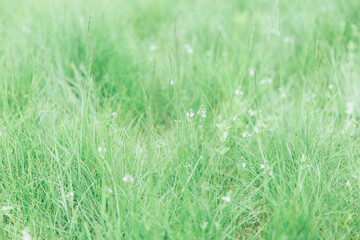 Green grass texture as background. Perspective view and selective focus. artistic abstract spring or summer background with fresh grass as banner or eco wallpaper. Leaves blur effect. Macro nature