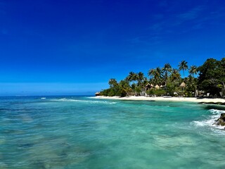 Pflanzen und Palmen auf Bandos - Malediven