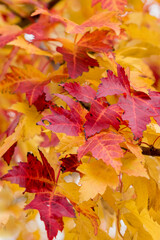 Naklejka na ściany i meble Vivid maple leaves in the height of autumn.