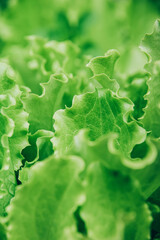 Green lettuce salad leaves background.