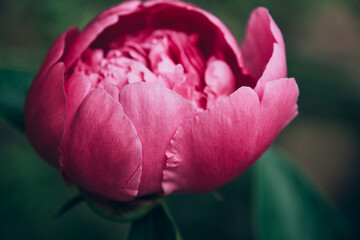 Close up of beautiful blooming pink peony flower growing outdoor in the garden.