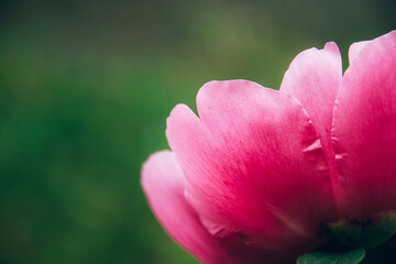 Obraz na płótnie Canvas Close up macro view of beautiful blooming pink peony flower petals.