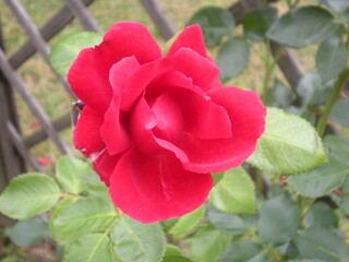 czerwona róża w zbliżeniu