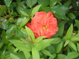 pomarańczowa róża ukryta wśród liści