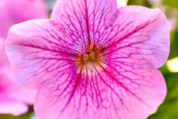 Pink petunia flower, pistil and stamens are illuminated by sunlight yellow close-up macro