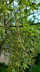 forest in the morning