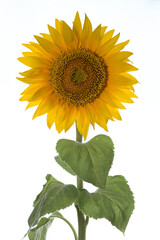 Obraz premium Details of Sunflower Shoot in Studio