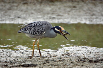 Yellow-crowned night heron (Nyctanassa violacea) eating a crab on a mud flat beside a pond, near the beach in Ayampe, Ecuador