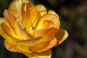 Obraz premium isolated flower close-up. macro. desktop wallpapers. floral background. yellow large tulip.