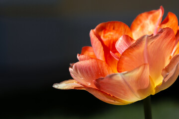 Fototapeta na wymiar isolated flower close-up. macro. desktop wallpapers. floral background. orange large tulip.