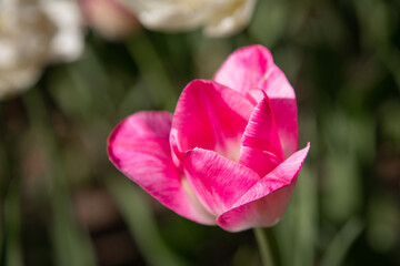 isolated flower close-up. macro. desktop wallpapers. floral background. pink large tulip.