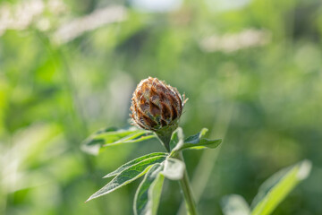 Fototapeta premium isolated plant close-up. macro. desktop wallpapers. vegetable background. closed bud