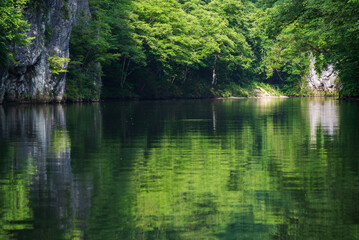 木々の緑が川面に反射して綺麗な清流猊鼻渓の舟下り
