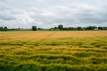Field with Common Barley (Hordeum vulgare) in West Flanders, Belgium
