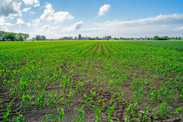 Fototapeta na wymiar Field with young Corn plants (Zea mays) in West Flanders, Belgium 