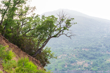 Low angle view of trees on the cliff in the forest.