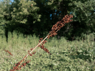 brown grass on a green background