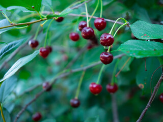 red cherries growing on a tree