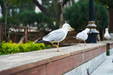 Seagulls sitting on the parapet. High quality photo