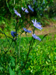 blue cornflowers growing in the field