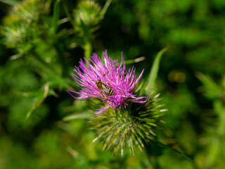 a bee collects nectar from a thistle flower