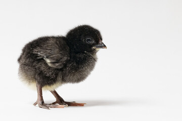 little black chicken stands sideways on a white background