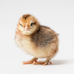 little chick crouched on a white background