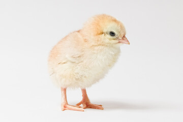 little yellow chicken stands sideways on a white background