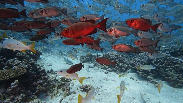 White tip reef shark appears in the middle of a big school of goggle eye fish at the tropical coral reef of the atoll of Fakarava, French Polynesia. Slow motion