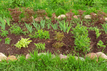 green sprouts of flowers in a flower bed in spring in the front garden