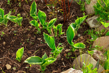 young sprouts of hosta in the spring in a flower bed