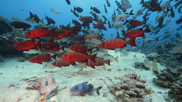 Beautiful close and slow motion shot of a big school of red goggle eye fish on a tropical reef at the atoll of Fakarava in French Polynesia
