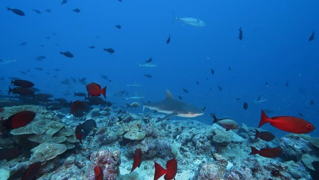 Grey reef shark passing through a school of goggle eye fish and snappers at the tropical coral reef of the atoll of Fakarava, French Polynesia - slow motion shot
