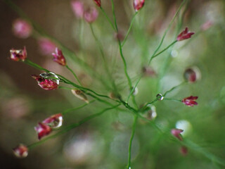 close-up of water drops on plants