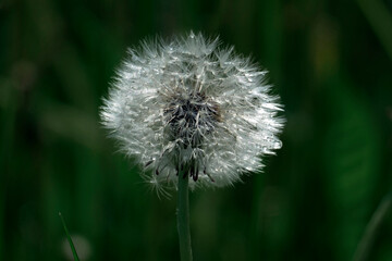 Silver light magic ball of dandelion. The charm of nature. Unusual nearby