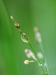 close-up of water drops on plants