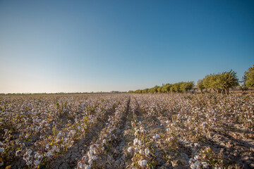 Obraz premium Endless cotton fields can still be seen on both sides of the highway. and in September it looks all white.