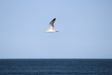 Fototapeta na wymiar swift flight of seagulls over the waves of the Black Sea in Bulgaria