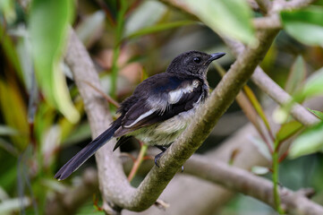 oriental magpie robin in forest 