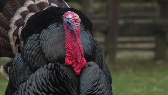 The Bronze turkey spreads feathers. High quality FullHD footage