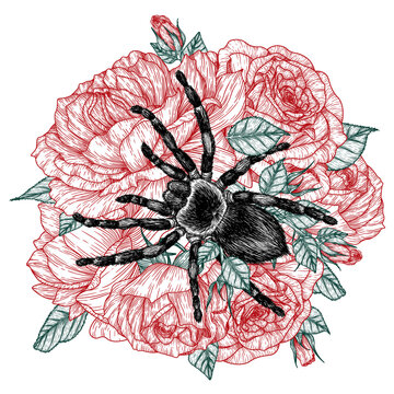 black spider on red roses clip art preview