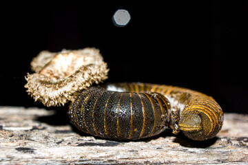 Milpiés muerto sobre hongo