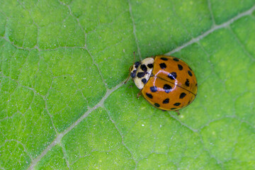 Catarina anaranjada en hoja verde