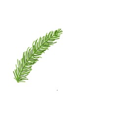 green spruce branch illustration