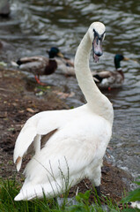 angry swan on the lake