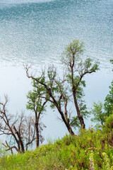 High-angle view of trees on a cliff and the lake in the background.