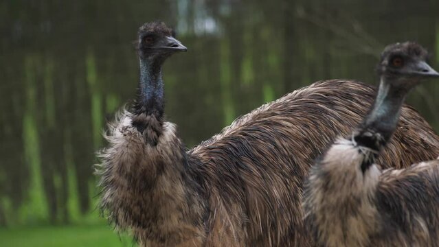 Ostrich Emu. Dromaius novaehollandiae. High quality FullHD footage