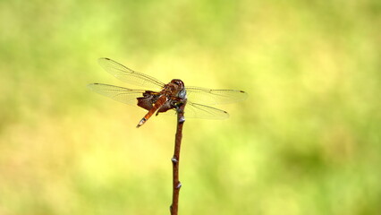 Carolina saddlebags dragonfly perched on a twig in a backyard in Panama City, Florida, USA