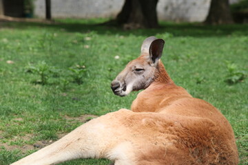 Fototapeta premium Kangouroux