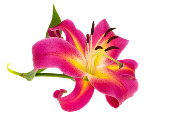 lily flower isolated